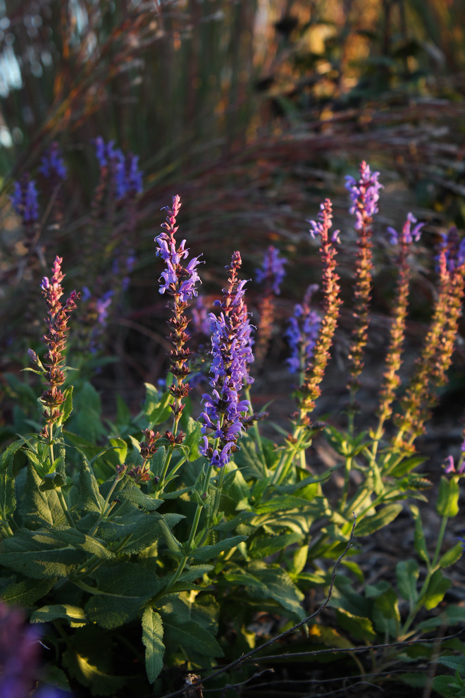 Design ideas for a transitional full sun backyard mulch landscaping in DC Metro for fall.