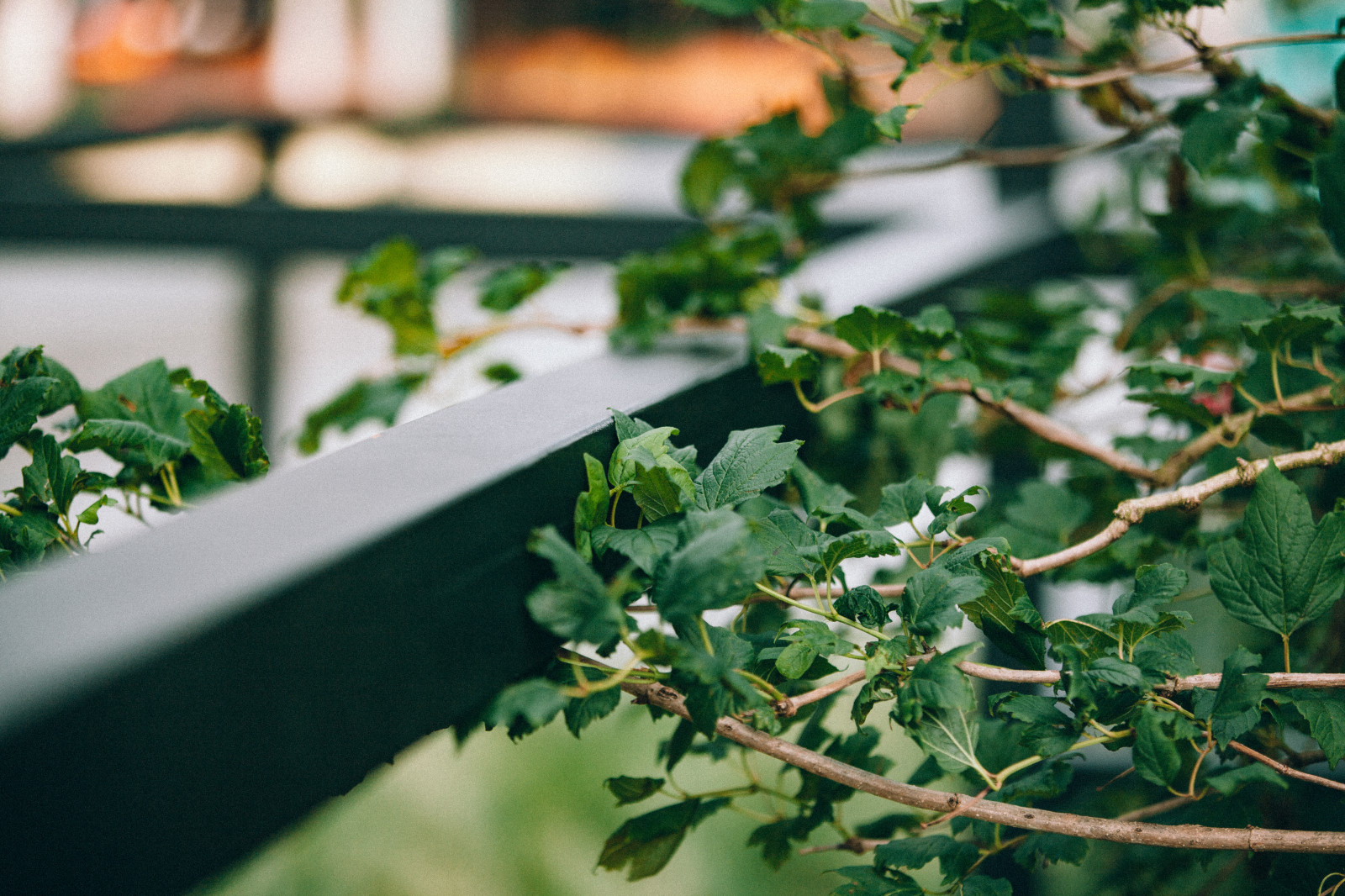 Архитектура природы