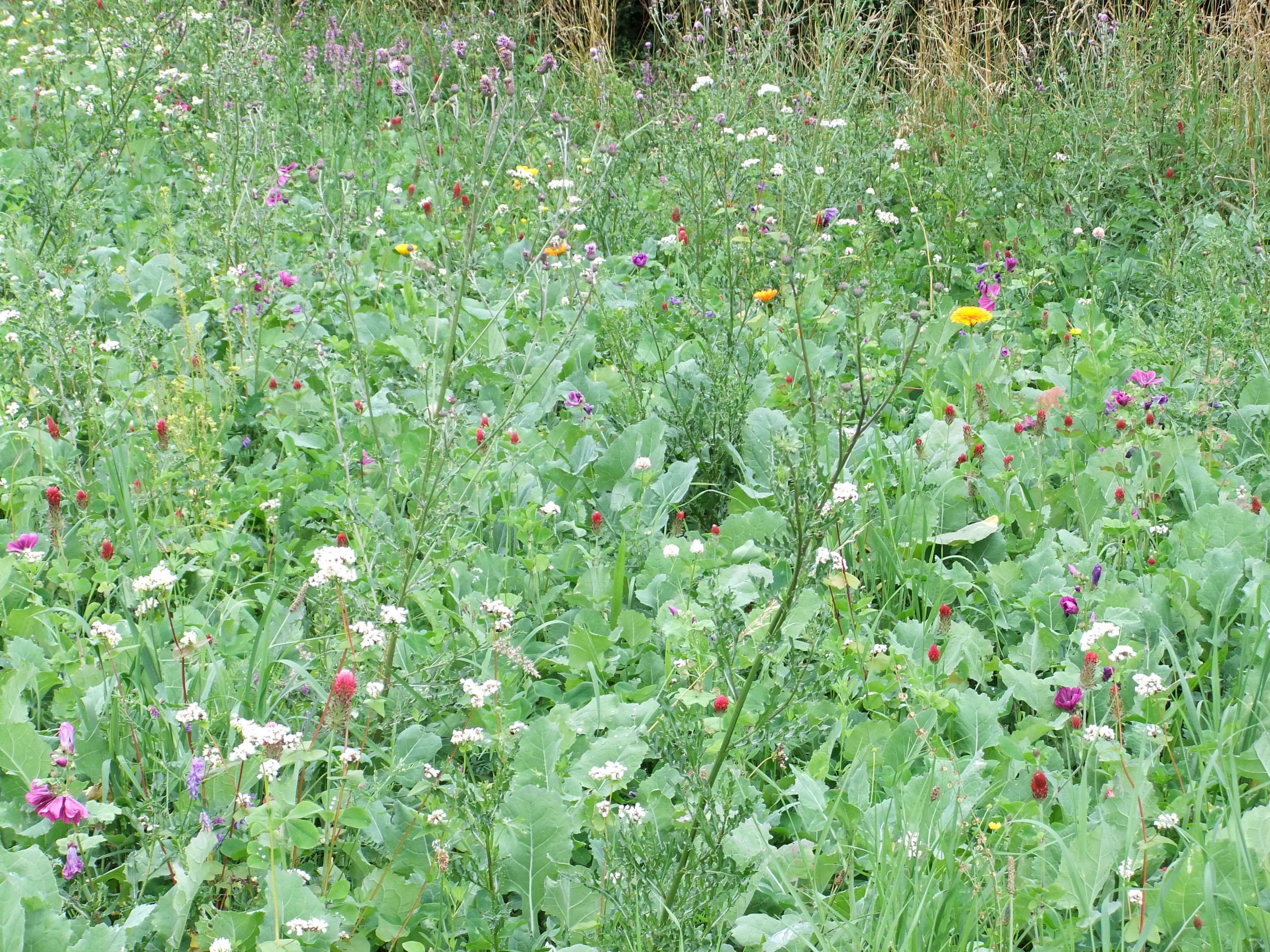 Meadow
