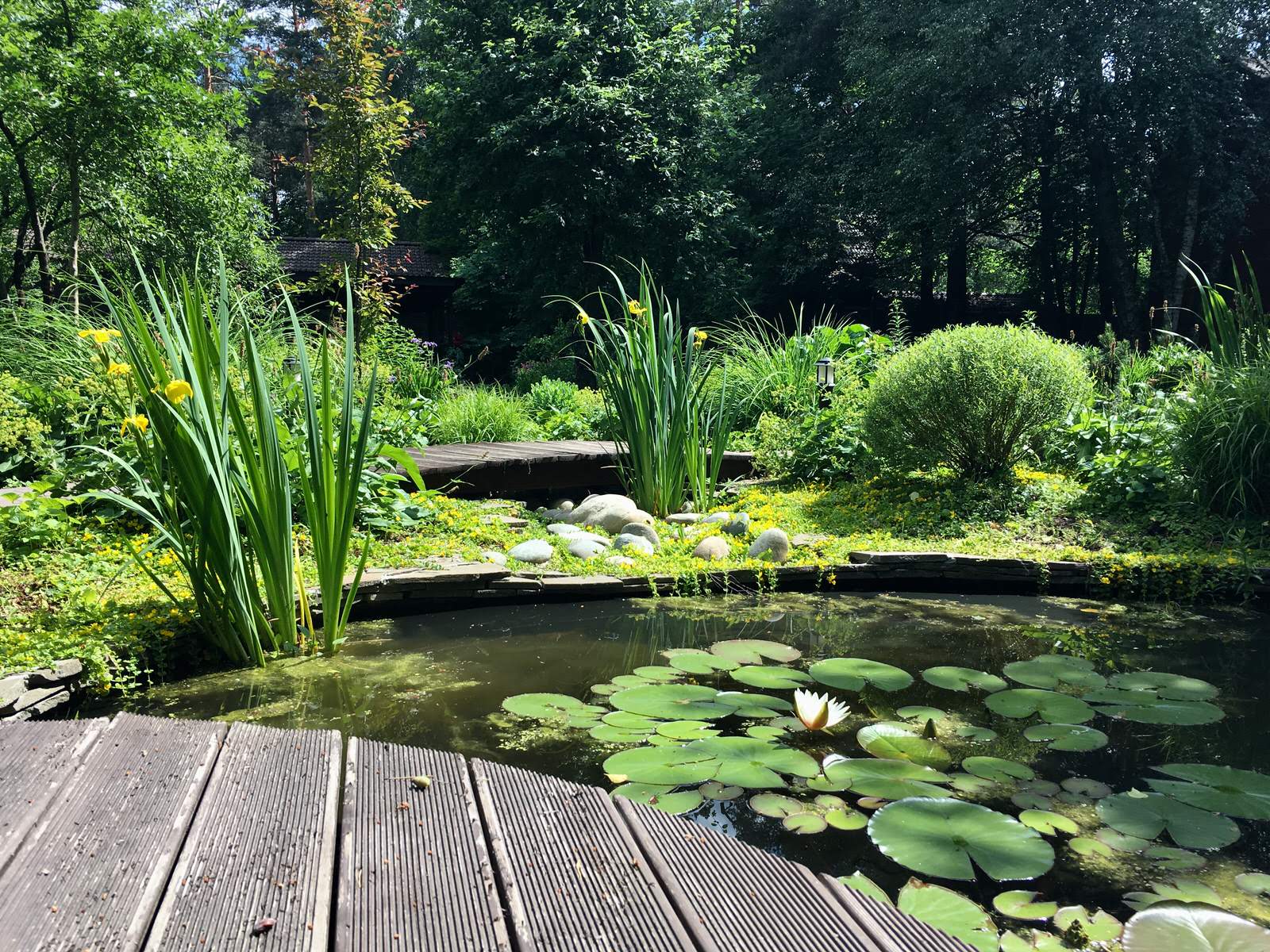 Белкин сад. Лето 2019