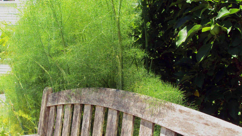 Ejemplo de jardín minimalista grande en verano en patio lateral con exposición total al sol, mantillo y con madera
