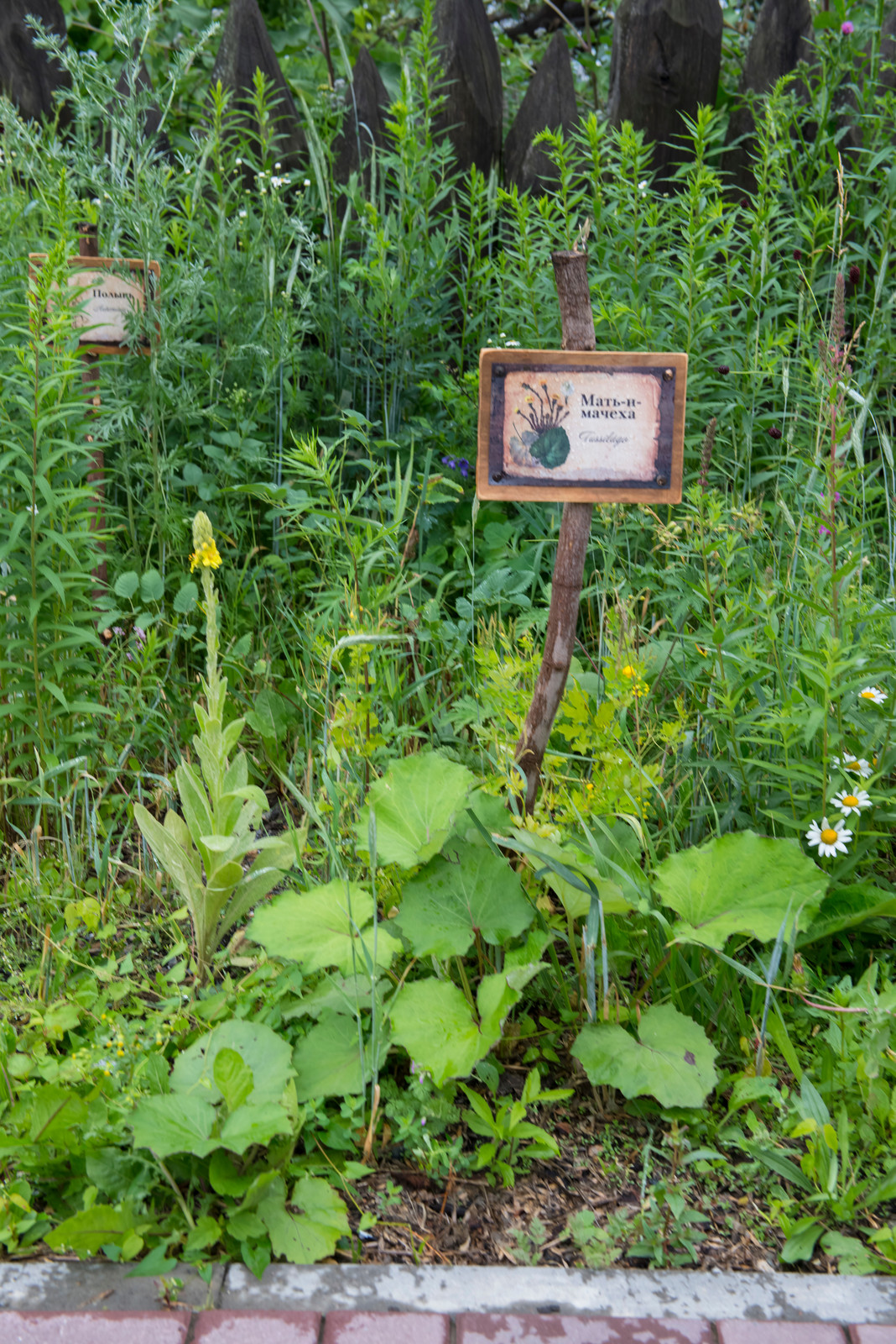 Цветник из аборигенных растений Томской области