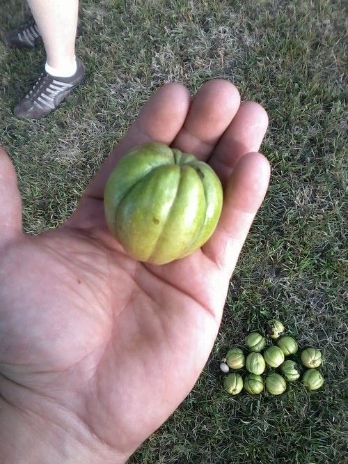 Growing Hickory and Hican for Nut Production