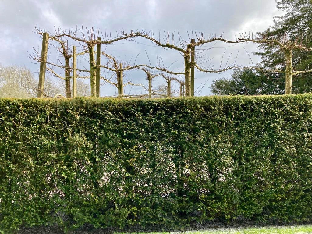 Arboriculture