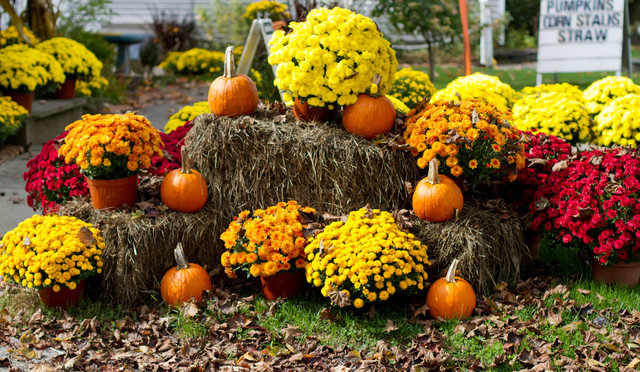 Fall Style landscape