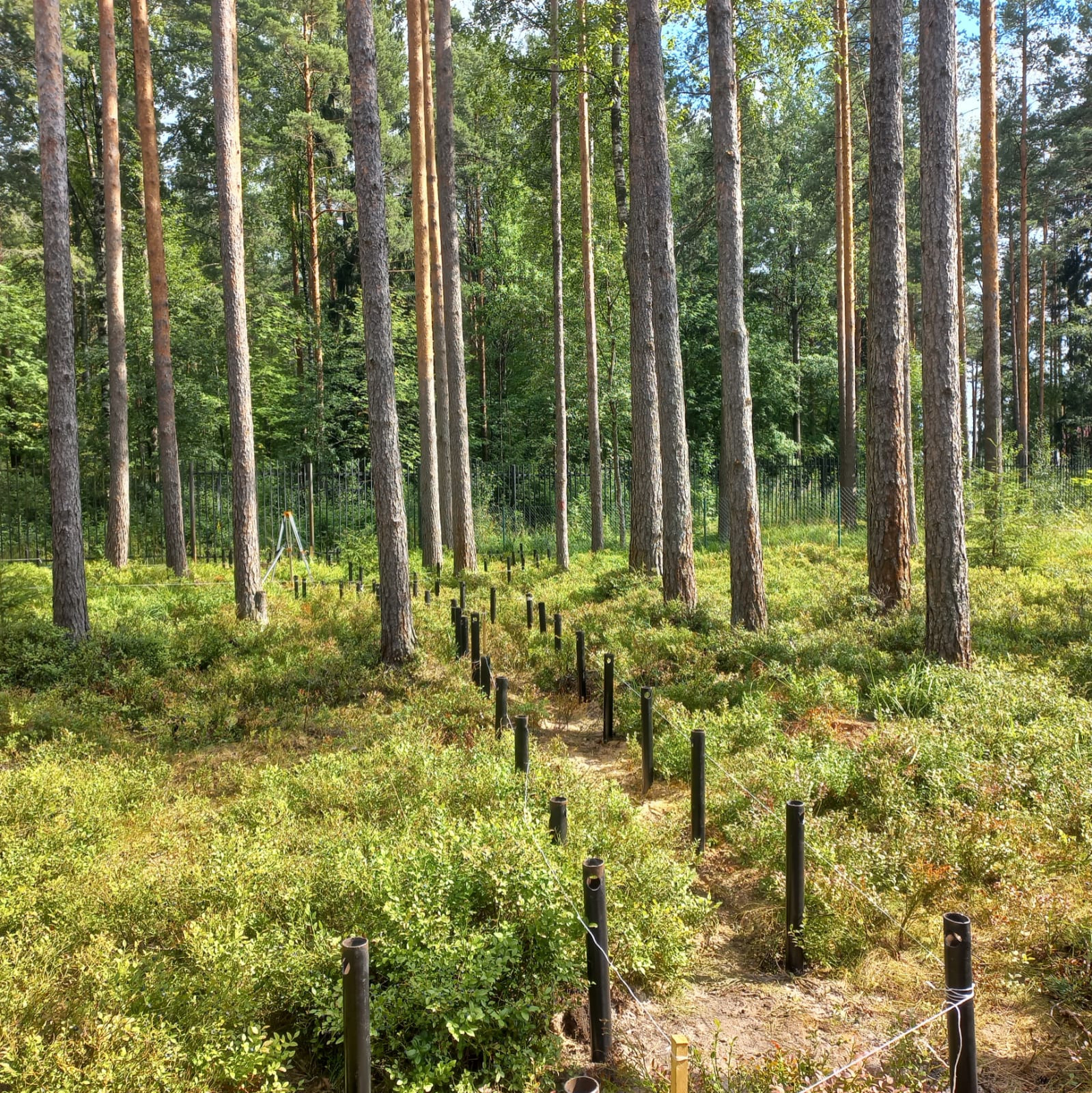 Текущий проект: Охта-Парк