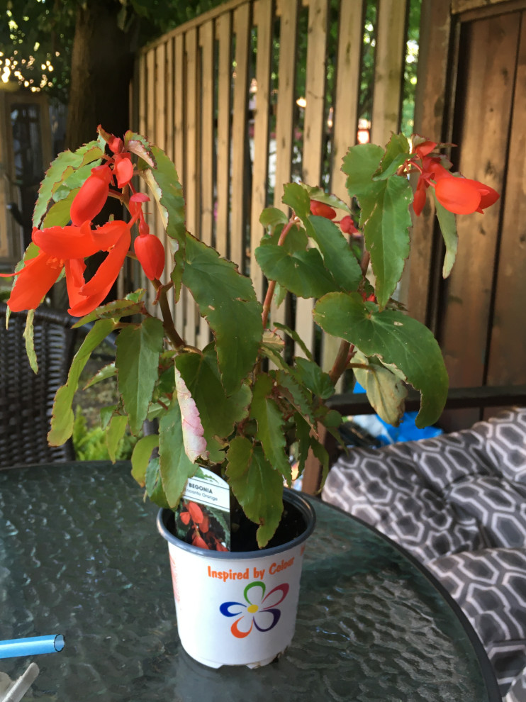 Why Are The Flowers Falling Off My Runner Beans Best Flower Site