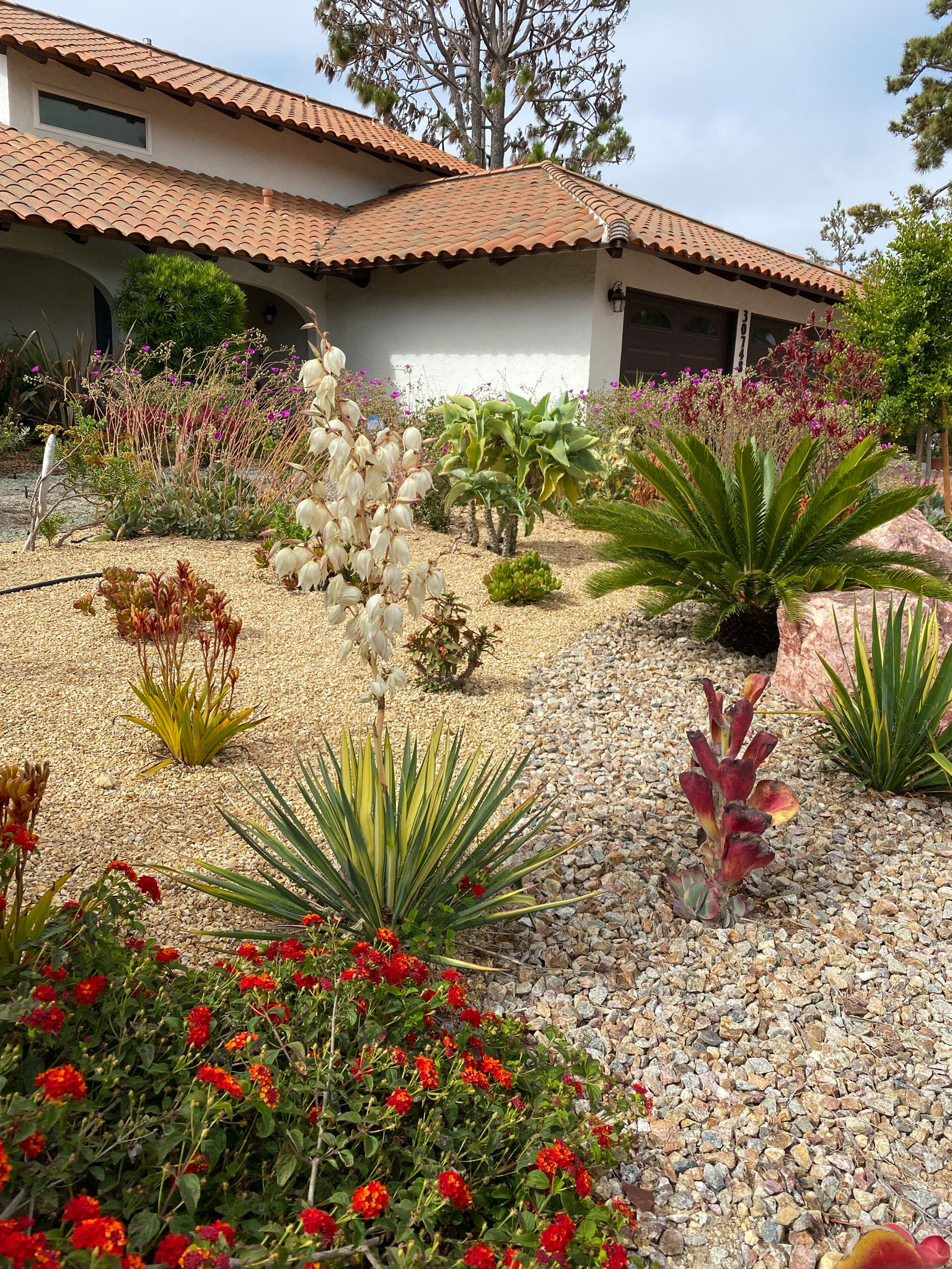 Rancho Palos Verdes, CA - Front Yard Regenerative Renovation
