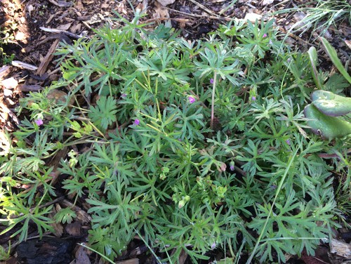 Weed With Small Purple Flowers
