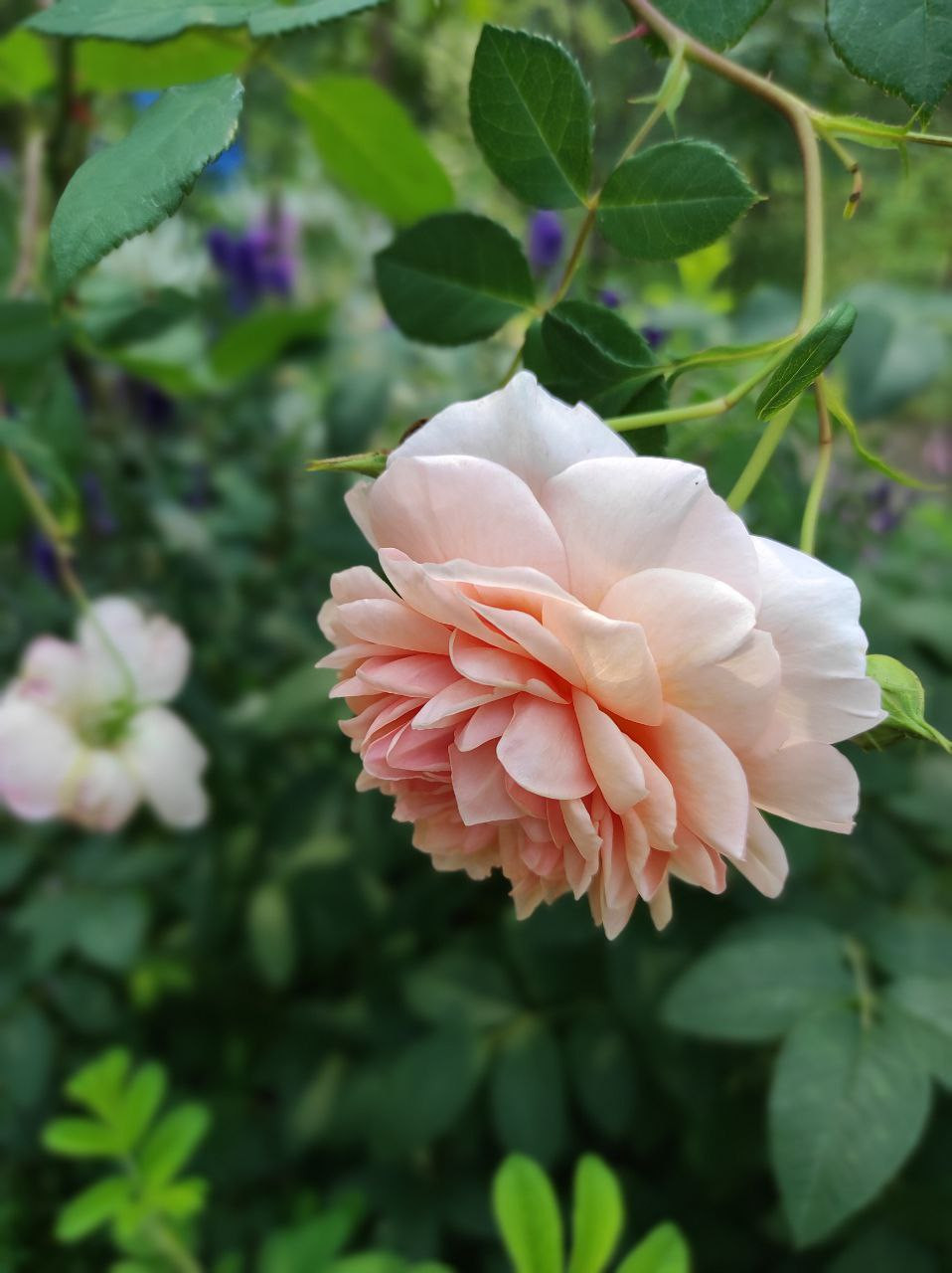 Лесной сад СветоТень Реализация