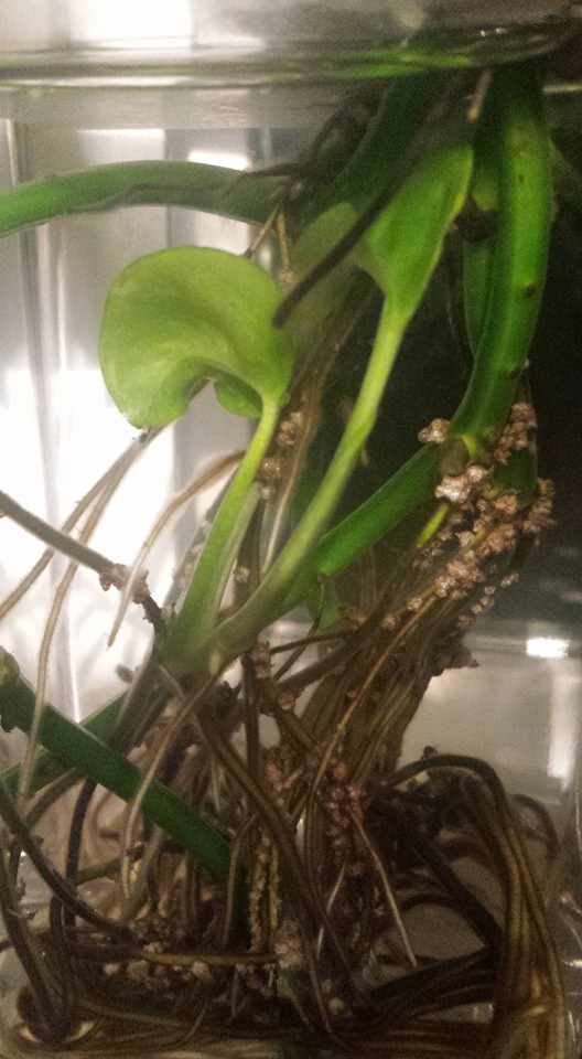 White bumps on the roots?