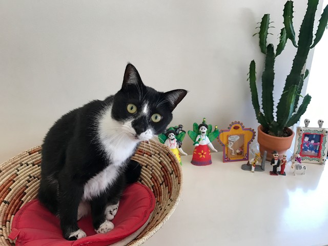 猫と人の幸せな暮らし イラストレーター石川三千花さん 愛猫ネコゾーと暮らす日々 Houzz ハウズ