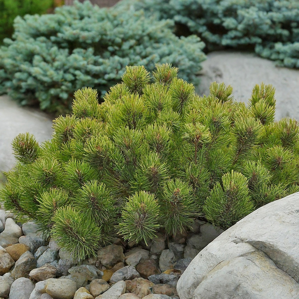 Проект 3. Скандинавский