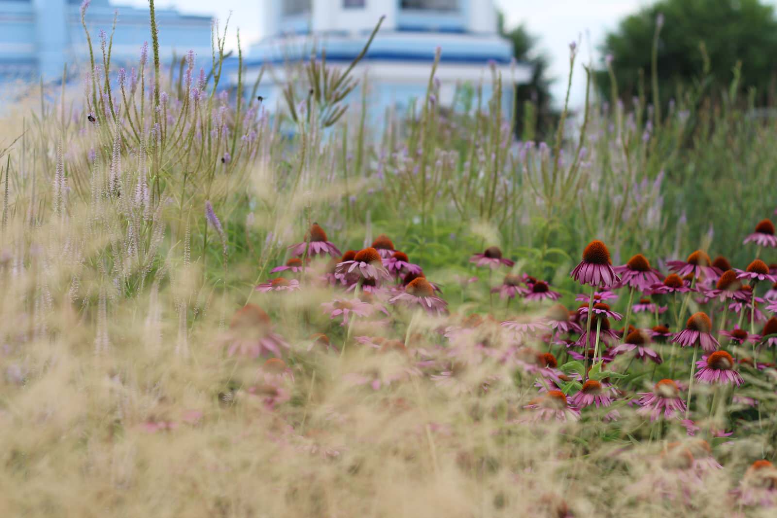 Цветники Советской площади