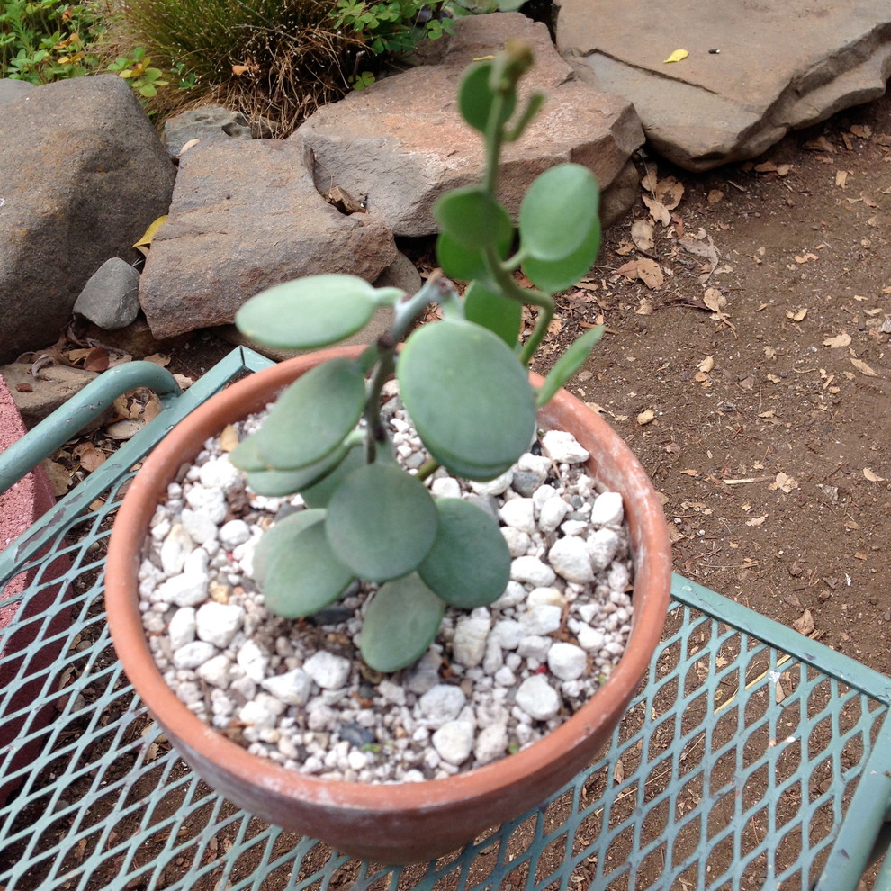 A climbing succulent?! | Houzz Forum