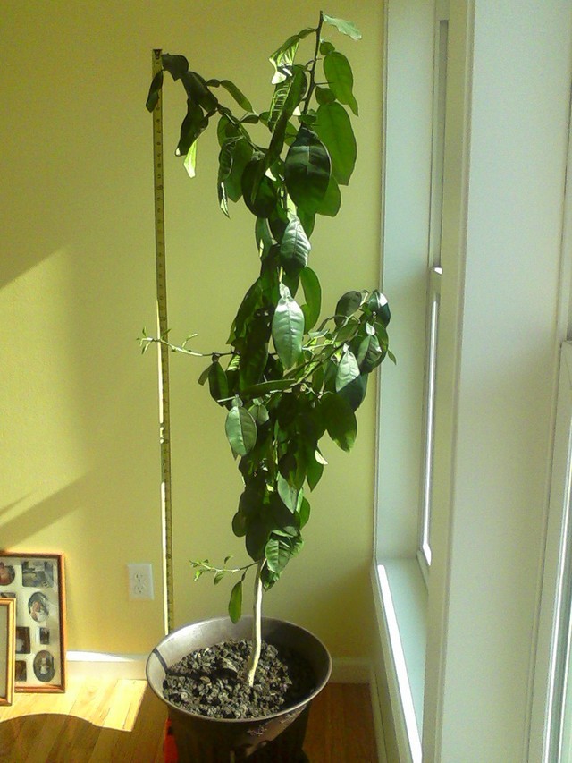 Help us Prune Grapefruit tree from seed