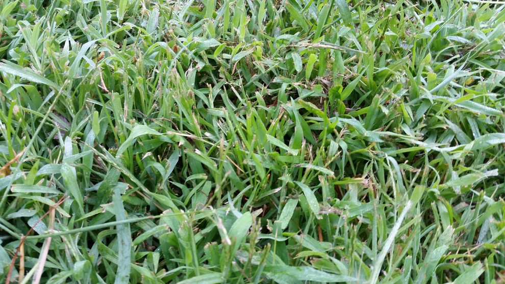 What kind of grass do I have?