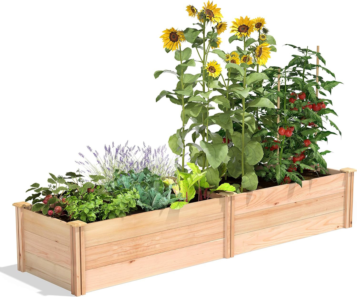 Raised Beds