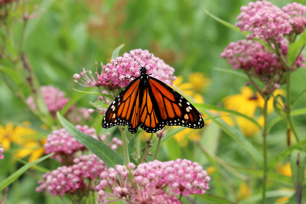 Plants for Wet Soil