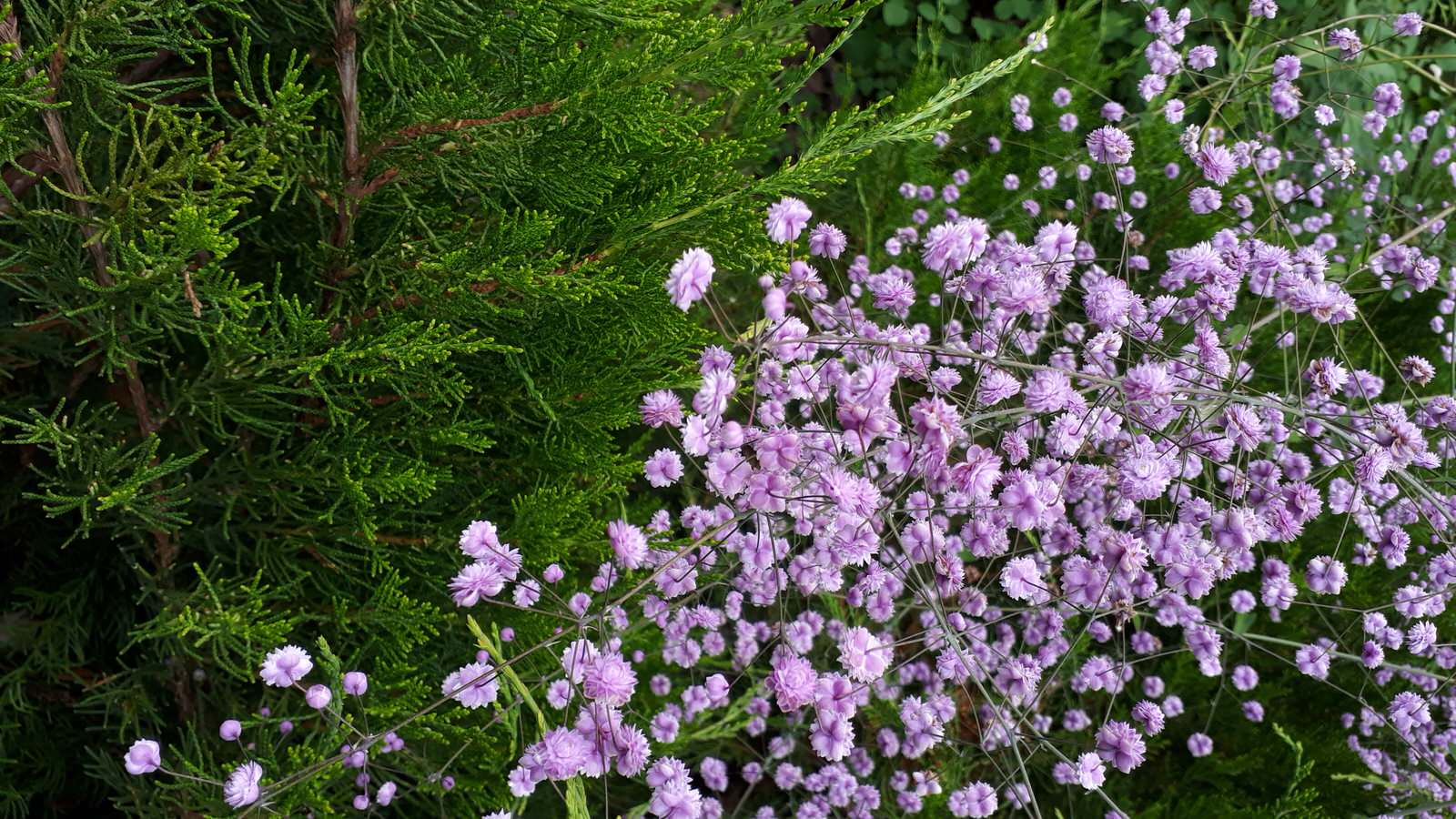 Графские пруды