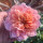 Last commented by SD Shine -Z10a Bay Area