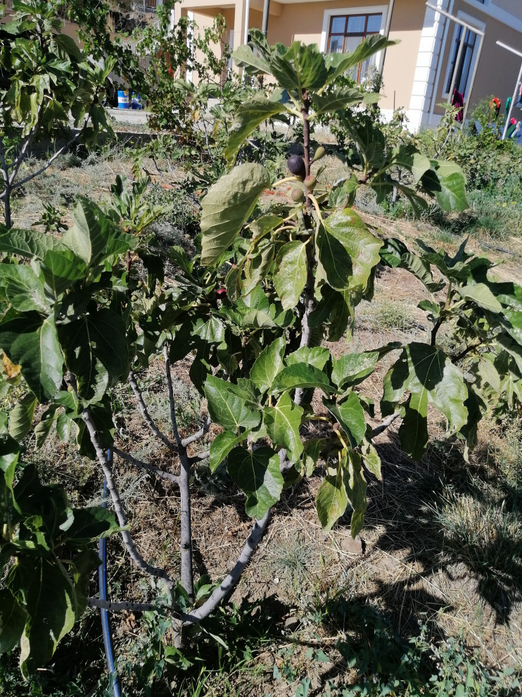 Смоковница