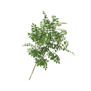 Green Leaf Stem - Threshold