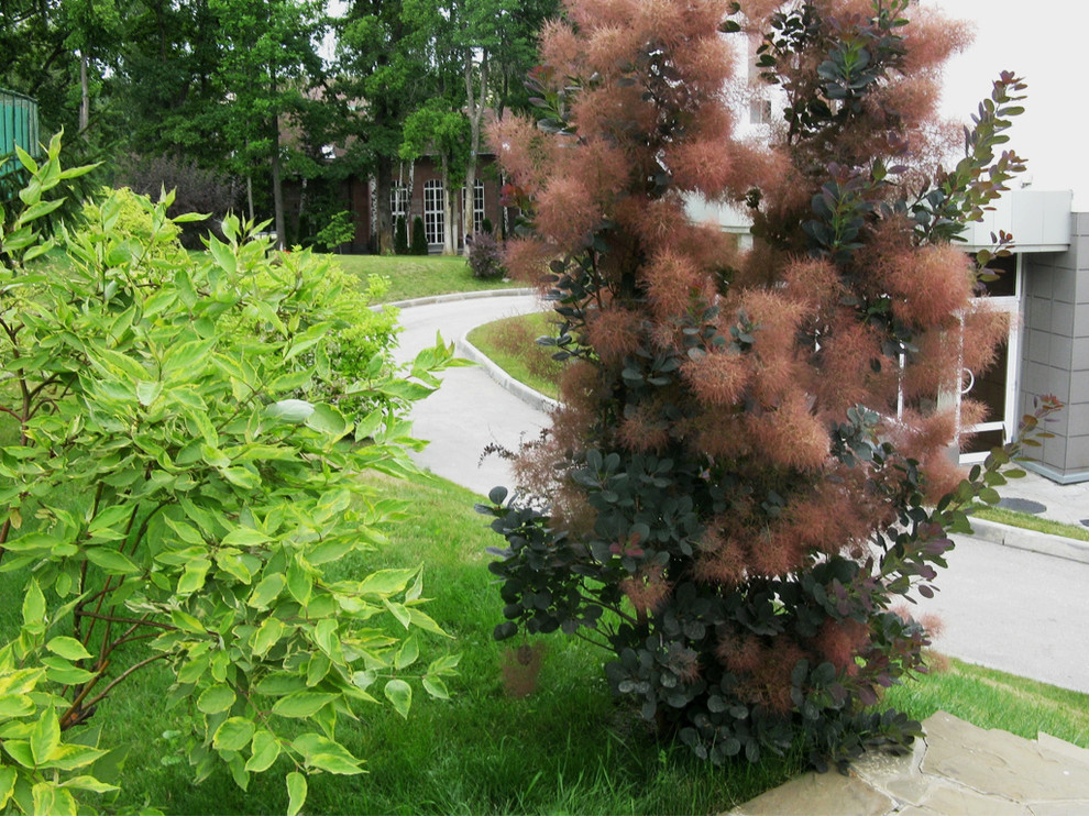 Цветение скумпии