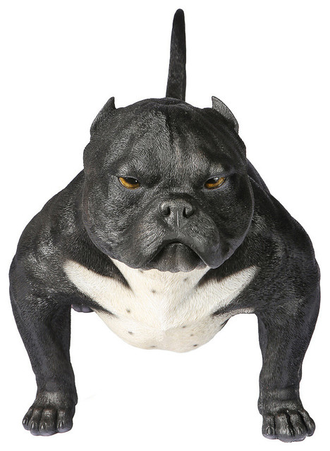 american bully exotic for sale