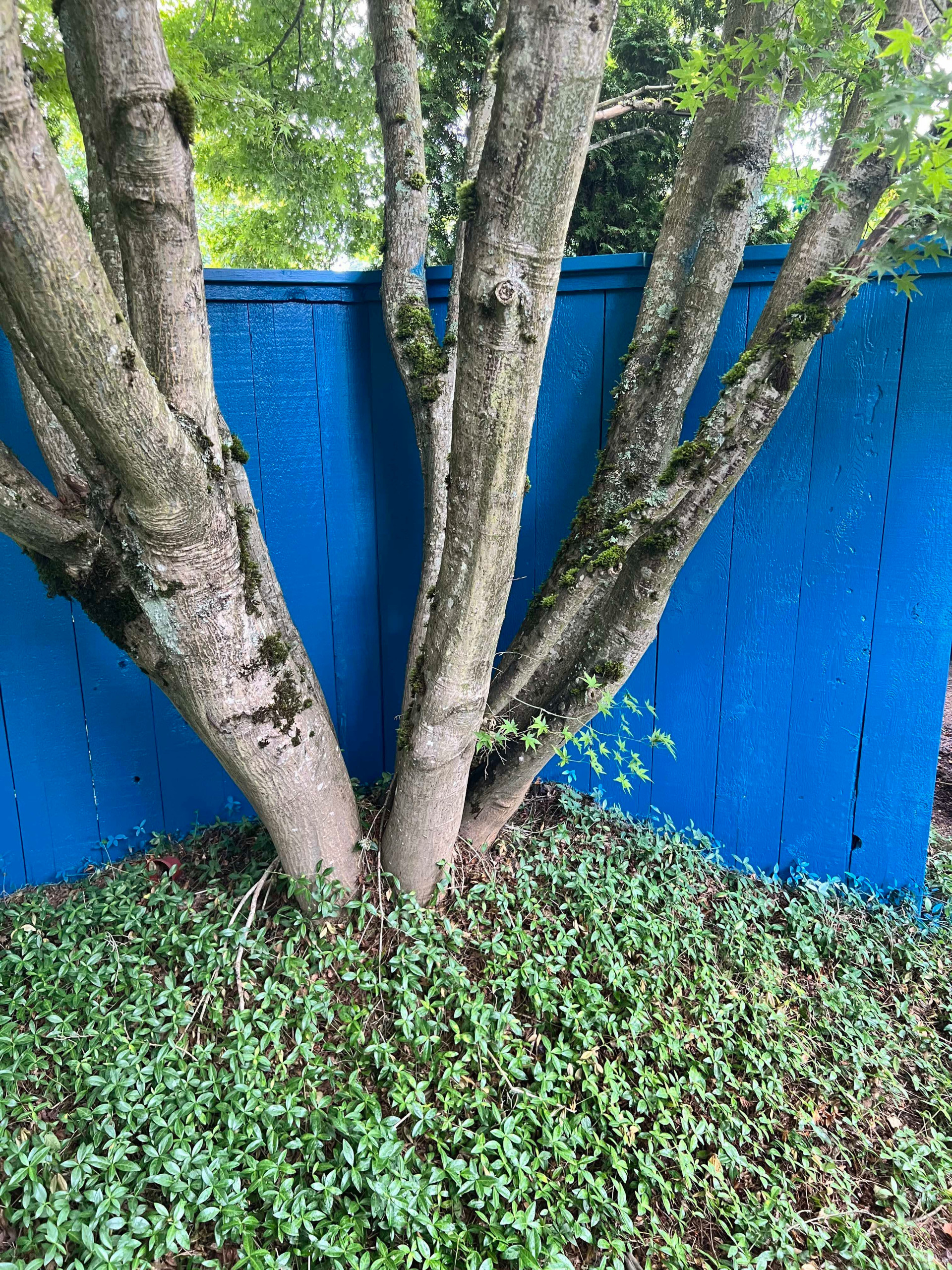 Exterior House Painting