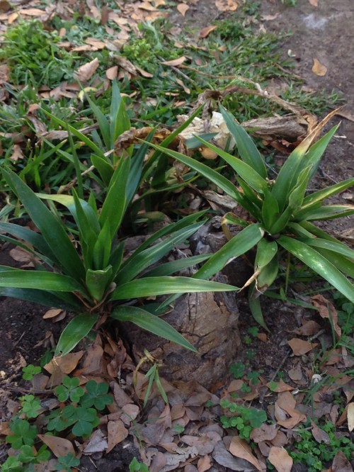 how to get rid of yucca FOREVER?