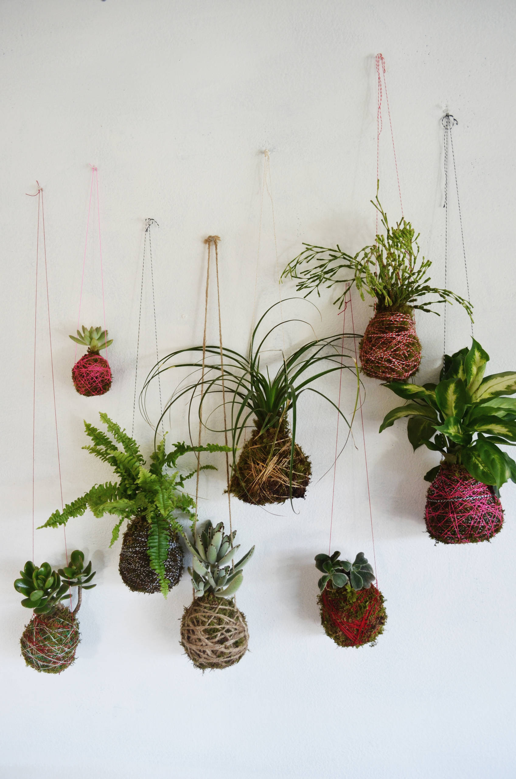 Tolle Ideen, wie man Pflanzen aufhängen kann