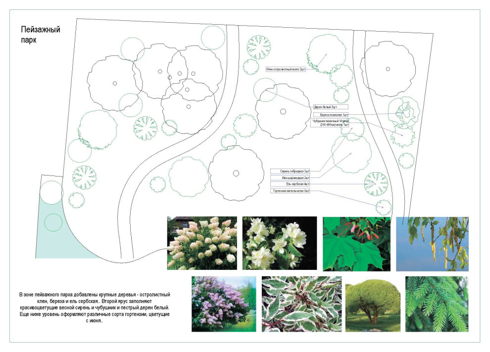 Дендрологический  план. Фрагмент.