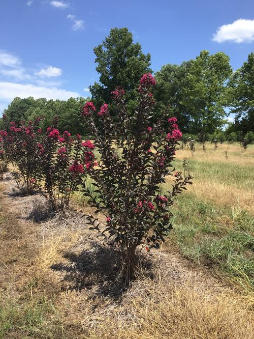 Lagerstroemia 'Diamonds In The Dark®' (Mystic Magenta) Crepe