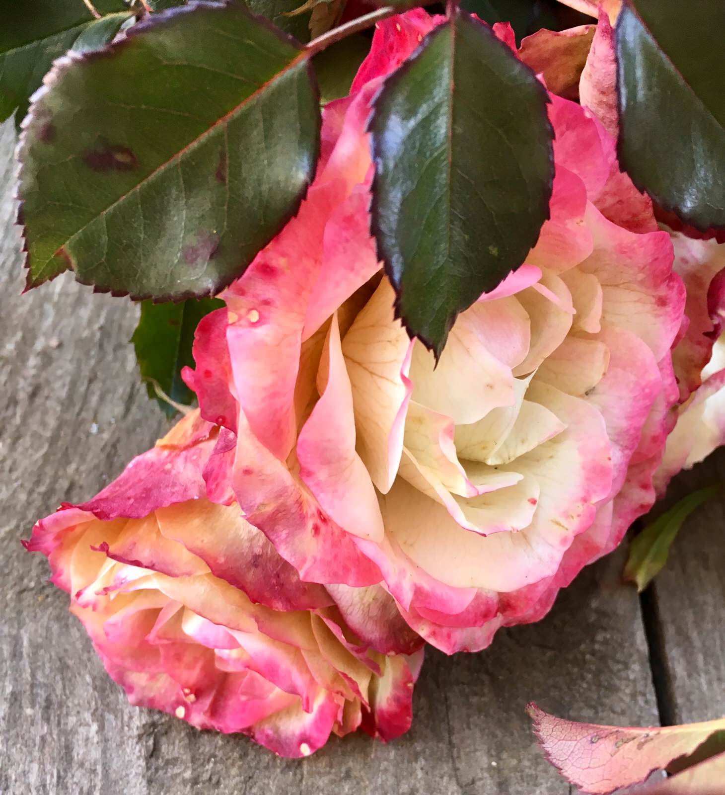 Проект "Сад  для Мамы"