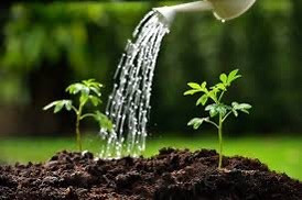 Watering Plants