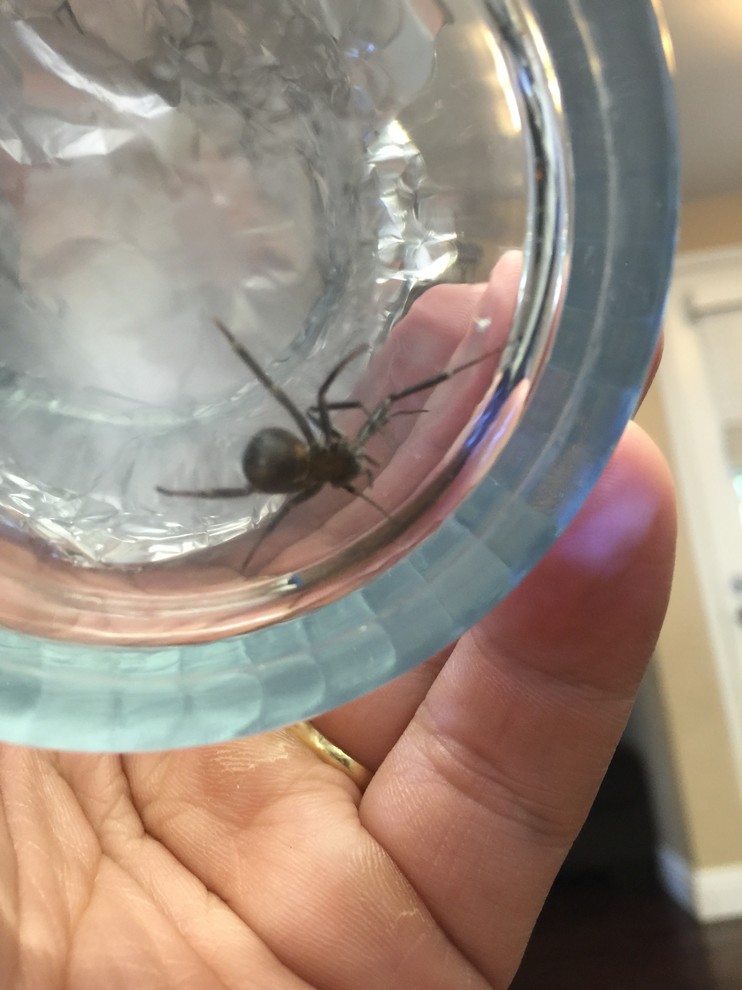 What kind of spider is this? Was in my kitchen sink