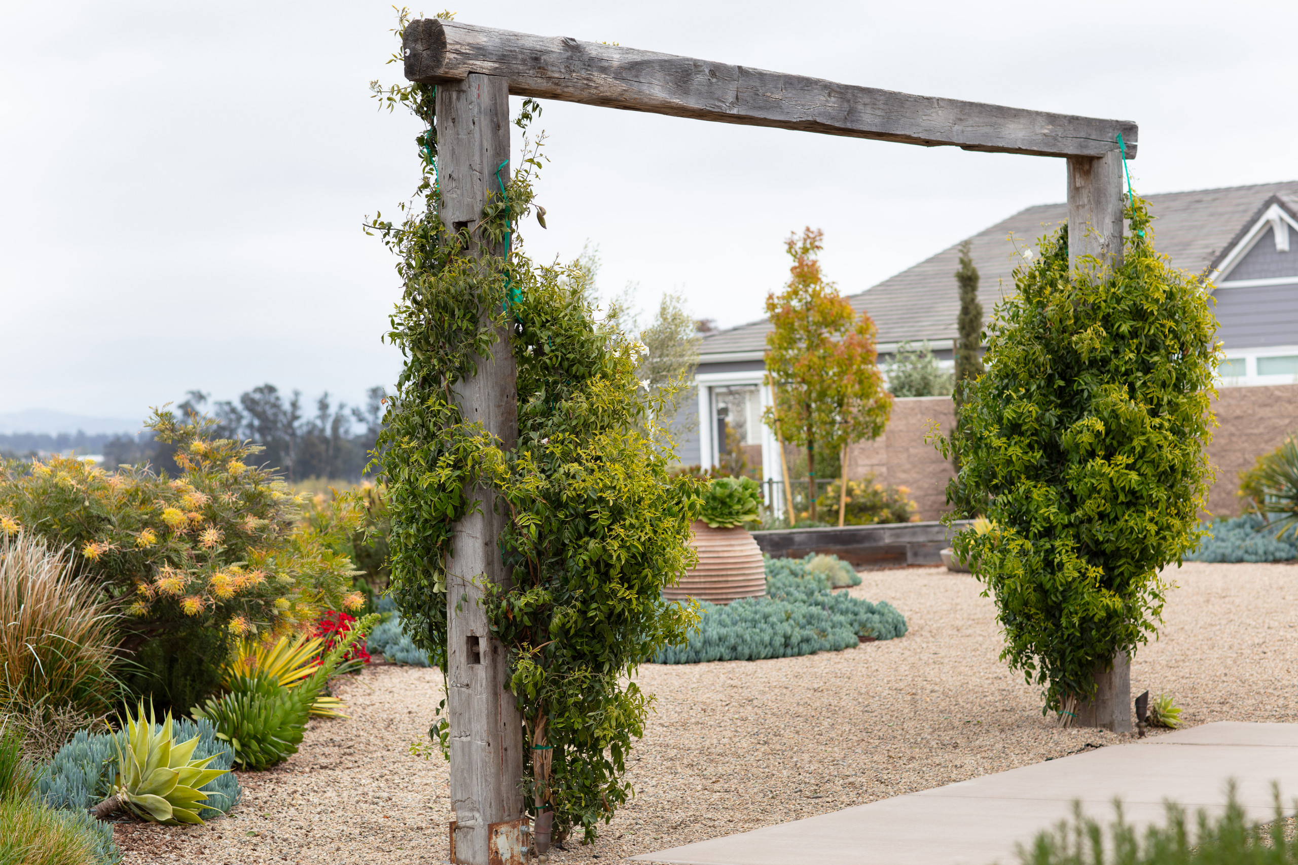 Trilogy Landscape and Outdoor Kitchen
