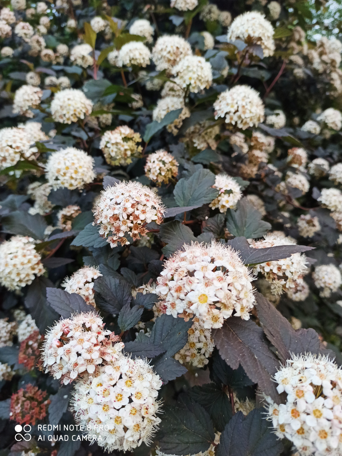 Ландшафт сада в 6 соток.