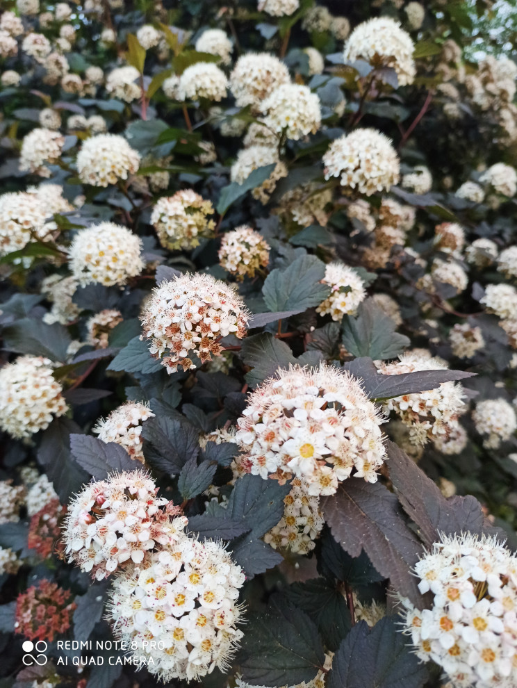 Ландшафт сада в 6 соток.