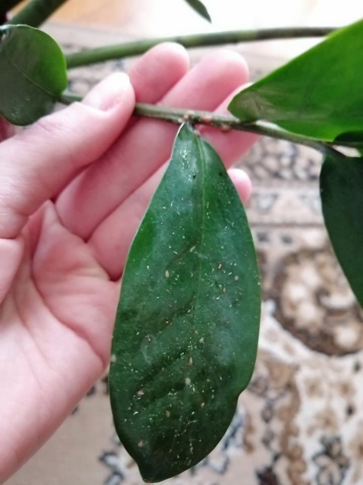 Brown spots and sticky leaves on my zz plant