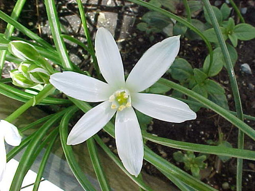 ID this white 6 petaled star shaped flower?