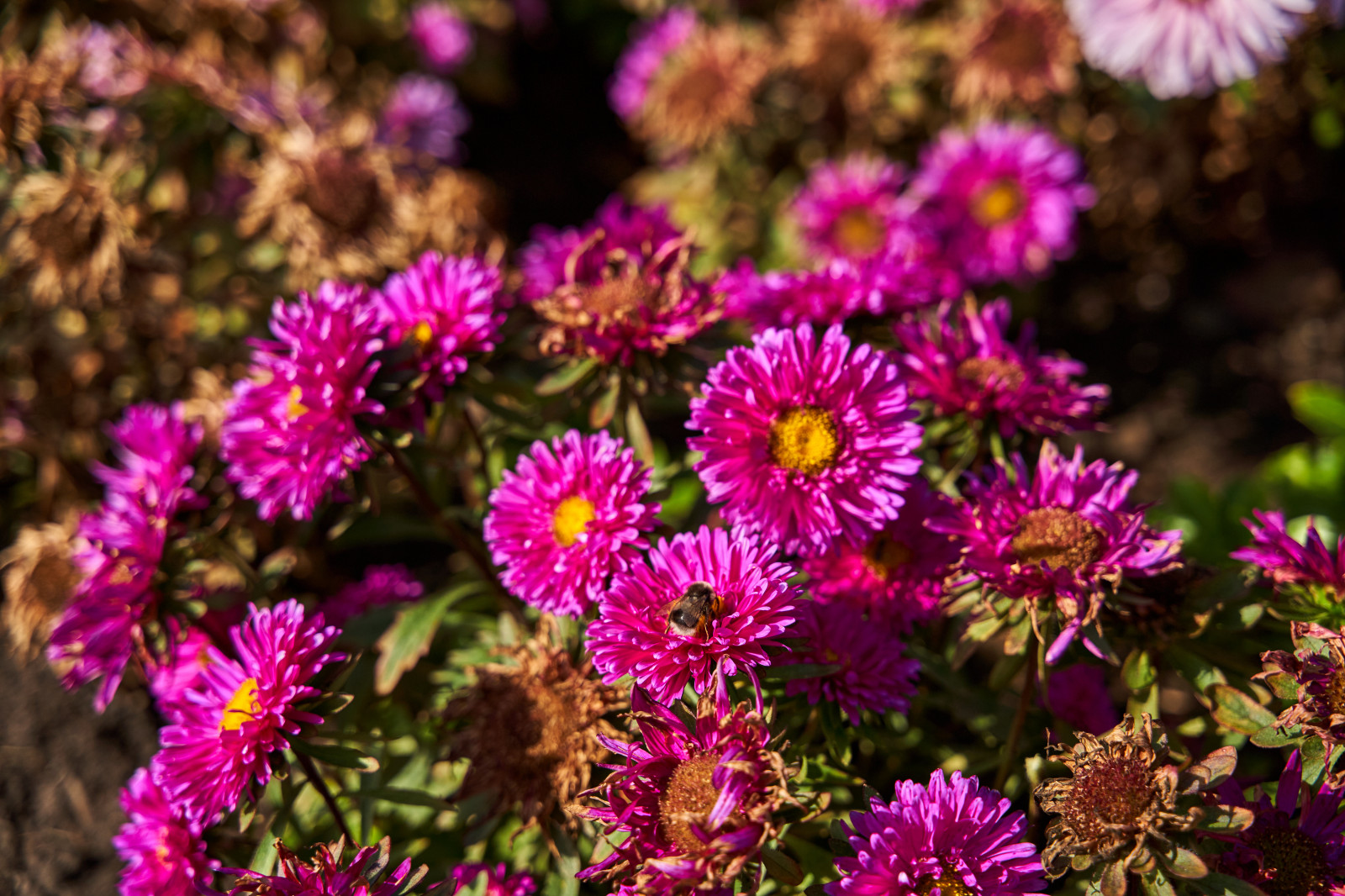 Сад в розовой дымке