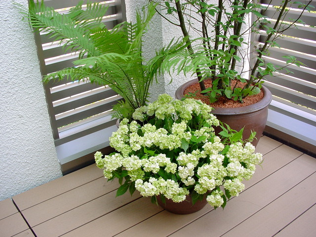 Balcony asiatisch-balkon
