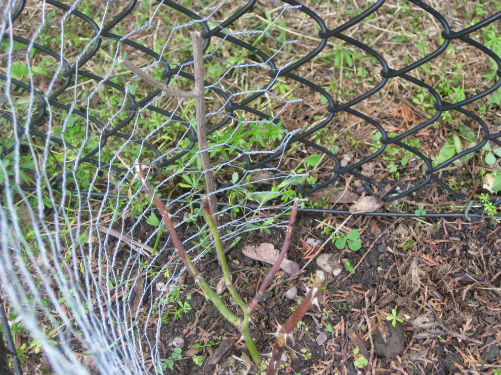 Why are my rose cuttings turning brown and dying