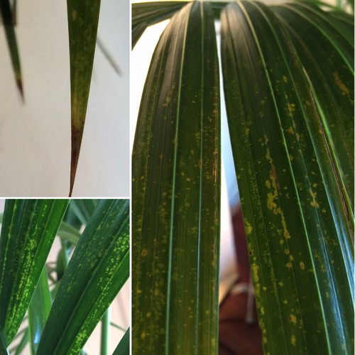 Kentia palm spots on leaves and stems--please help!!