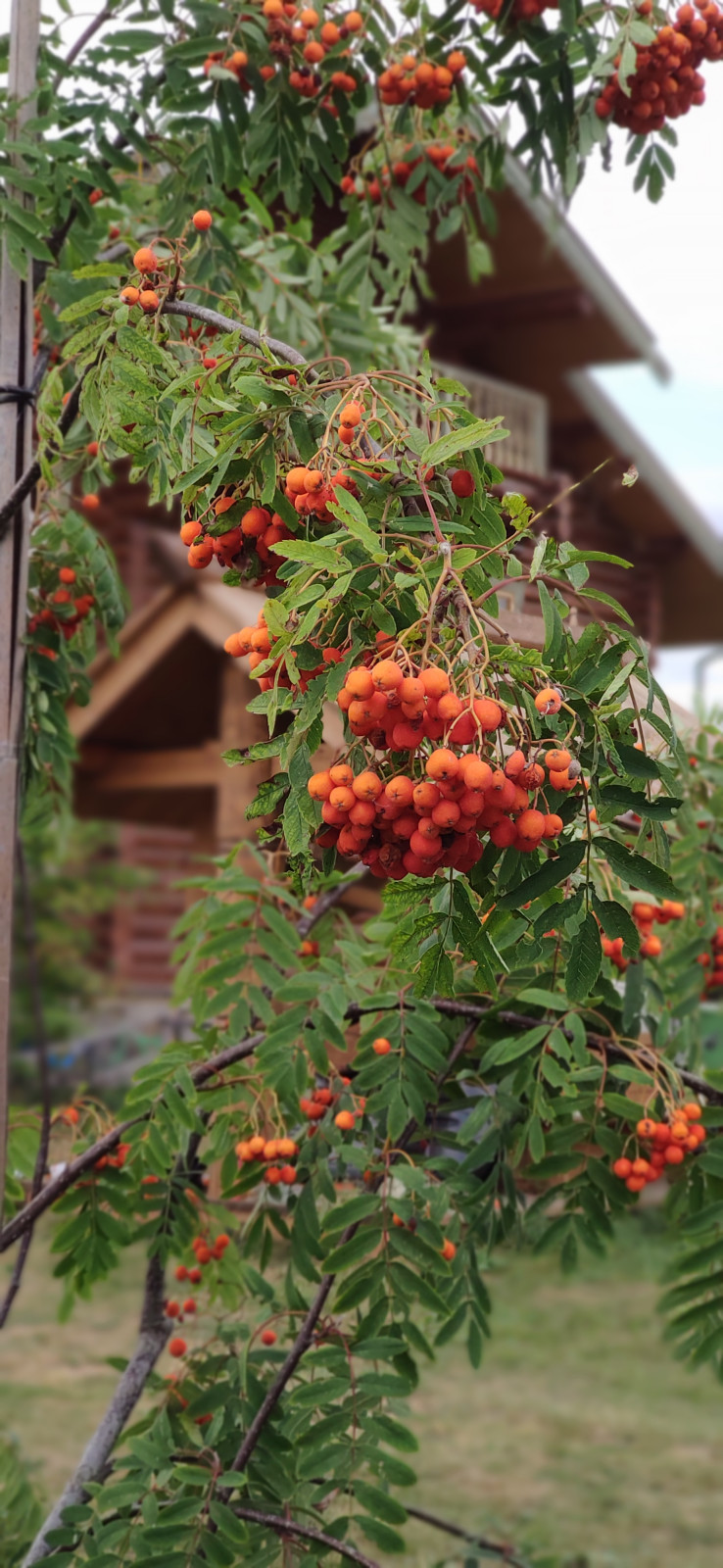 Проект "Волга"