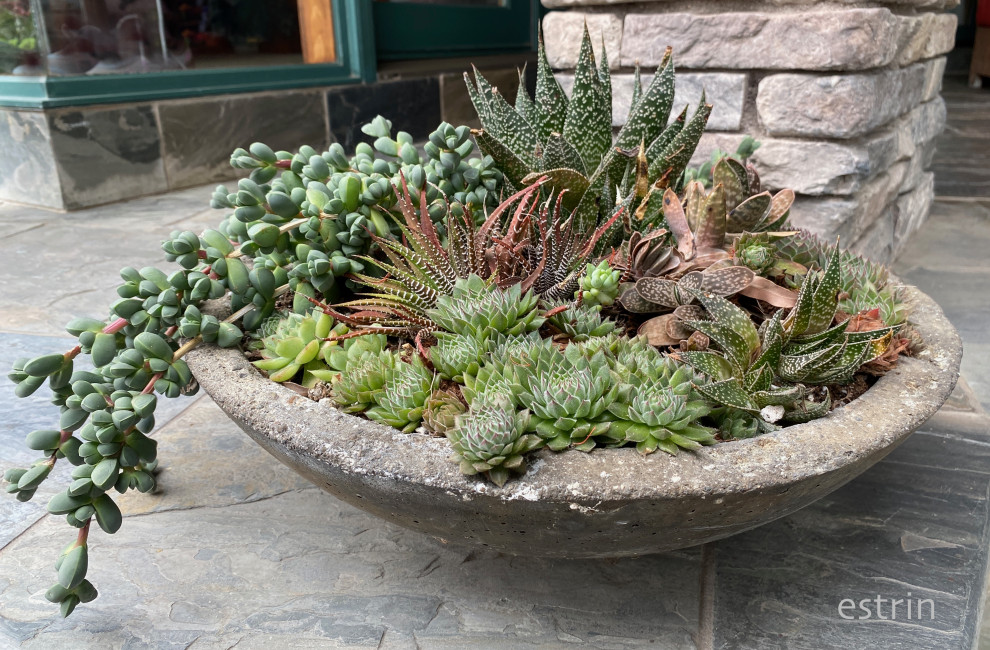 Succulent pots & walls