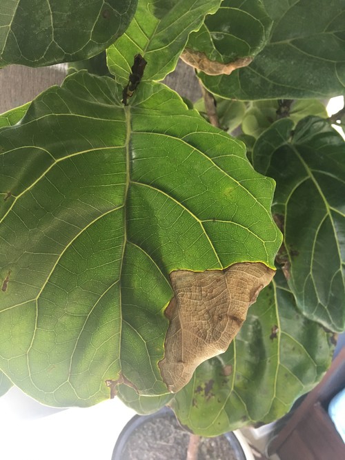 Fiddle leaf fig (Ficus Lyrata) leaves turning brown