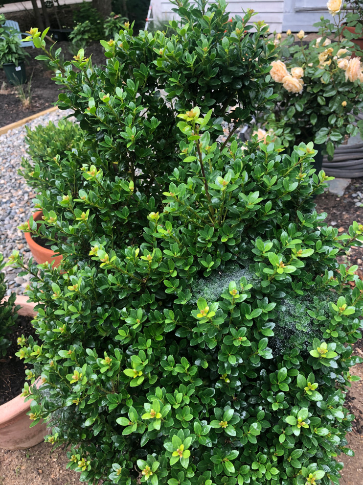 Spider mites on steeds holly?